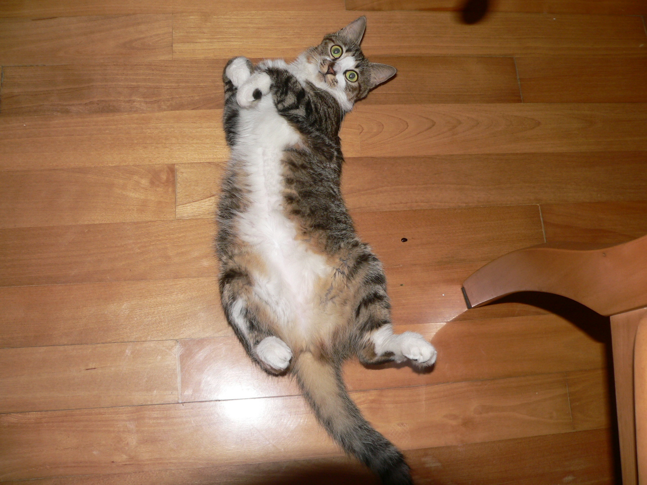 My cat in 2007 summer 027